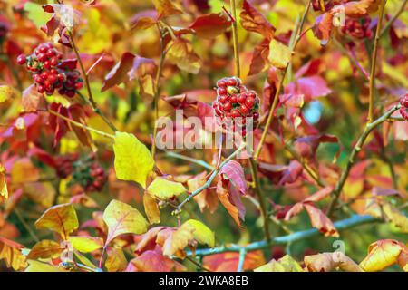 The fruit of the Fragrant Sumac, alson known as the Rhus trilobata. The fruit is edible and tastes kind of tarty like a Lime. This fruit can be made i Stock Photo