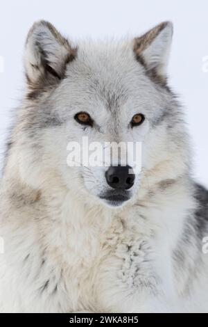 Gray Wolf ( Canis lupus) in winter, close-up, lying, resting in snow, amber coloured eyes, watching attentively, looks cute, Yellowstone area, Montana Stock Photo
