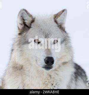 Gray Wolf ( Canis lupus) in winter, close-up, lying, resting in snow, amber coloured eyes, watching attentively, looks cute, Yellowstone area, Montana Stock Photo