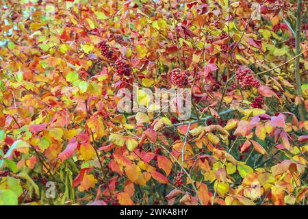 The fruit of the Fragrant Sumac, alson known as the Rhus trilobata. The fruit is edible and tastes kind of tarty like a Lime. This fruit can be made i Stock Photo