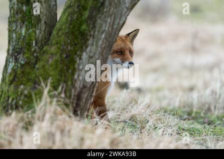 Fuchs / Rotfuchs  Vulpes vulpes  sitzt im Gras versteckt hinter einem Baum, beobachtet etwas, vorsichtig aber aufmerksam, lustige heimische Tierwelt, wildlife, Europa. *** Red Fox  Vulpes vulpes  sitting in grass, hiding behind a tree, watching carefully but attentive, funny wildlife, Europe. Nordrhein-Westfalen Deutschland, Europa Stock Photo