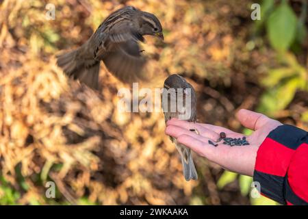 Sparrow eats seeds from a man's hand. A Sparrow bird sitting on the hand and eating nuts. Stock Photo