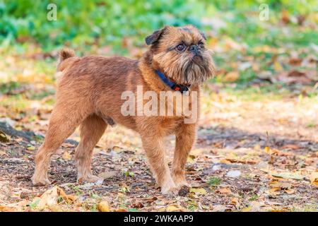 Brussels Griffon for a walk in the park. Funny brussels griffon dog walking on leaves at sunny day in forest Stock Photo