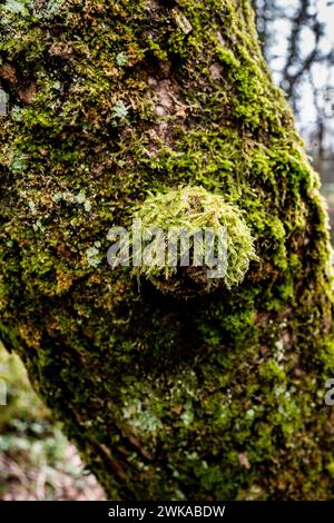Vibrant green hypnum cupressiforme, cypress-leaved plaitmoss or hypnum moss on a stone in early spring. Often called Bird's-claw Bear. Copy space. Stock Photo