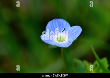 Macro shot of a common speedwell (veronica arvensis) flower. Stock Photo