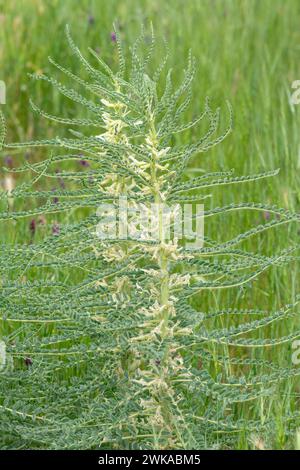 Astragalus pisidicus. Also called milk vetch, goat's-thorn or vine-like. Spring green background. Wild plant. Stock Photo