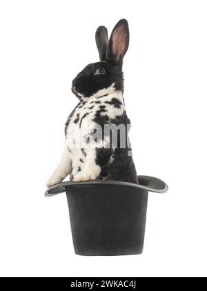 rabbit is standing in a black hat isolated on a white background. Stock Photo