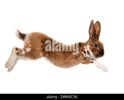 brown rabbit jump isolated on a white background Stock Photo