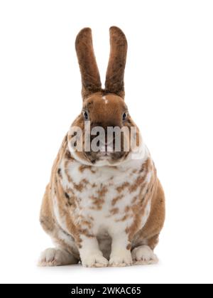 Spotted rabbit isolated on a white background. Stock Photo