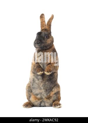 standing brown rabbit isolated on a white background Stock Photo - Alamy