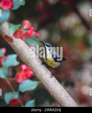 a purple sunbird in eclipse plumage.purple sunbird is a small bird in the sunbird family found mainly in South and Southeast Asia. Stock Photo