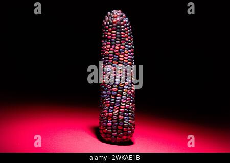 multicolored seeds of corn head of corn on a black background Stock Photo