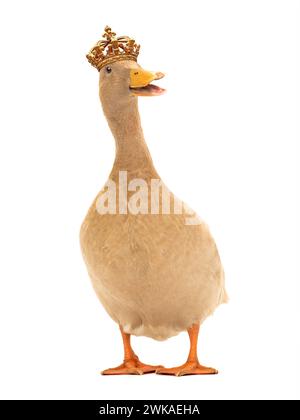 cute duck in royal crown isolated on white background Stock Photo