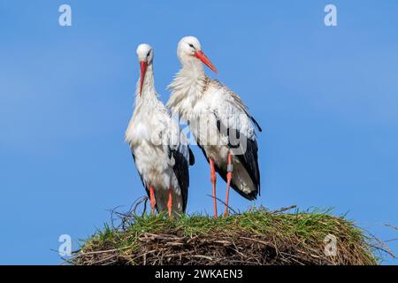 White stork (Ciconia ciconia) pair, ringed male and female on old nest from previous spring Stock Photo