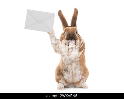 cute rabbit with mail envelope isolated on white background Stock Photo
