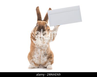 cute rabbit with mail envelope isolated on white background Stock Photo