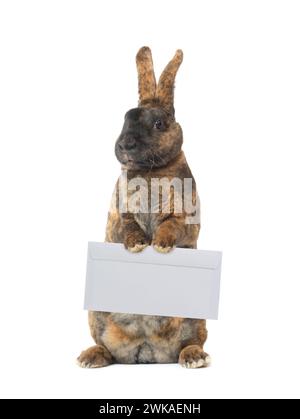 cute rabbit with mail envelope isolated on white background Stock Photo