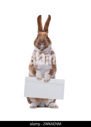 cute rabbit with mail envelope isolated on white background Stock Photo