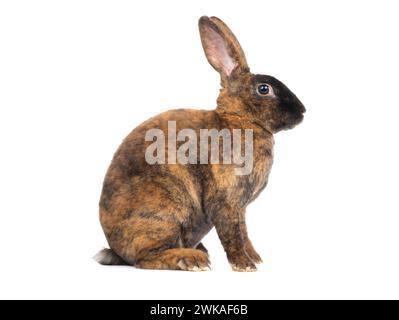 sitting brown rabbit isolated on a white background. Stock Photo