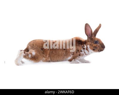 brown rabbit coming isolated on a white background Stock Photo