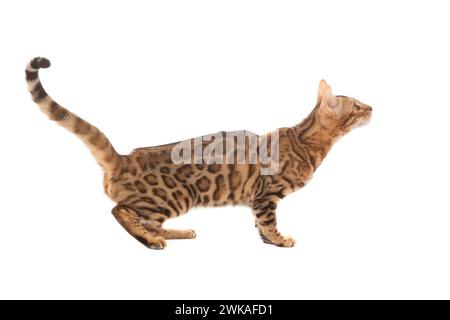 bengal cat isolated on a white background. Stock Photo