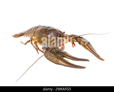 crawfish  isolated on white background. Stock Photo