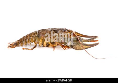 crawfish  isolated on white background. Stock Photo