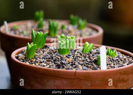 Hyacinth bulbs planted in clay pots. The compost has a gravel covering, the bulbs are just showing through. Stock Photo