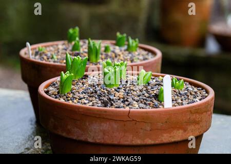 Hyacinth bulbs planted in clay pots. The compost has a gravel covering, the bulbs are just showing through. Stock Photo