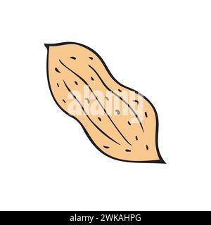 Vector hand drawn doodle sketch colored peanut nut isolated on white background Stock Vector