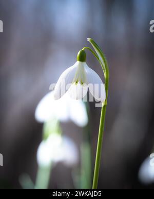 Two small white flowers basking in sunlight, with a blurred background Stock Photo