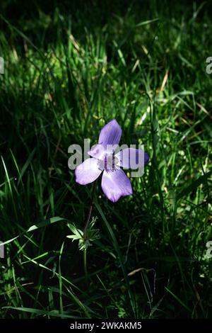 Purple anemone flower in the grass on a sunny day Stock Photo