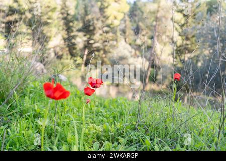Vibrant Red Anemone Flowers Blossoming in Lush Green Field. Stock Photo