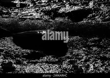 A boulder surrounded by sun reflections breaks up the incoming surf on a beach. Stock Photo