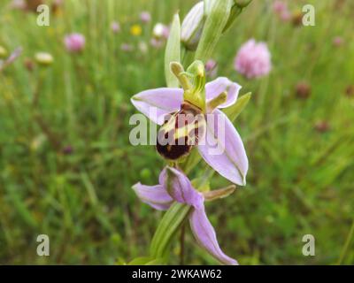 Bee Orchid,'Orphy apifera', growing on calcareous mixed flower grasslands in Wiltshire,UK,June to july. Stock Photo