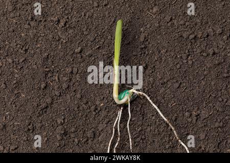 Closeup of corn seed sprouting, germination in soil of cornfield. Agriculture, agronomy and farming concept. Stock Photo