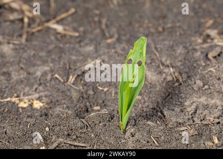 Shotgun style holes in corn plant leaves from European corn borer. Agriculture crop yield loss, insect and pest control concept. Stock Photo