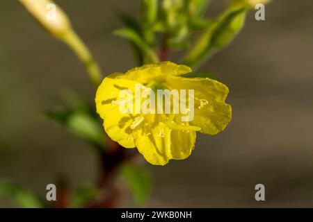 Oenothera rubricaulis Family Onagraceae Genus Oenothera Evening-primrose wild nature flower Stock Photo