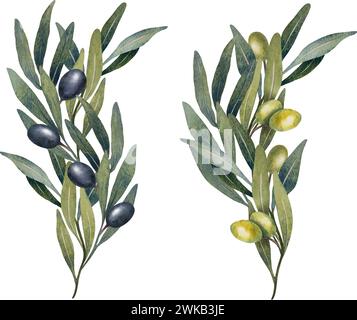 Watercolor olive tree leaves, branch, green and black olives fruit isolated on white background. Hand painted floral illustration for wedding Stock Vector