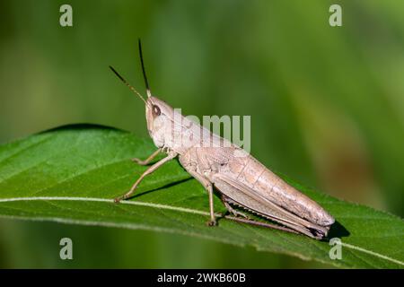 Common field grasshopper sitting on a green leaf in summer day. Selective focus. Stock Photo