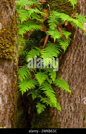 Licorice ferns (Polypodium glycyrrhiza) along Homer Campbell Boardwalk, William Finley National Wildlife Refuge, Oregon Stock Photo