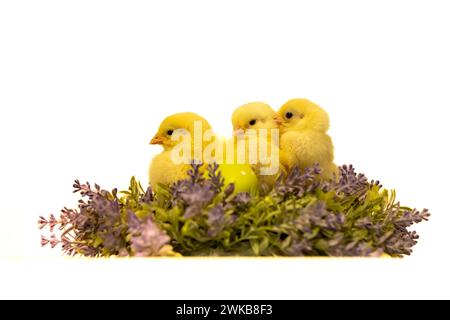 Young chicken with painted eggs. Traditional symbol of easter holidays Stock Photo