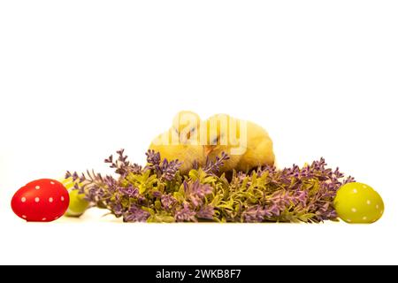 Young chicken with painted eggs. Traditional symbol of easter holidays Stock Photo