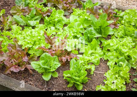 Bed of mixed lettuce plants growing in an English garden, UK Stock Photo