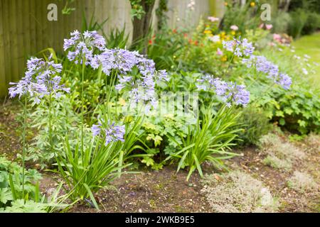 Blue Agapanthus plant (African lily) growing in English garden flowerbed, UK Stock Photo