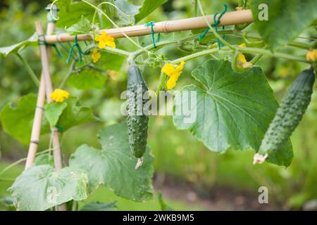 Cucumbers (Bedfordshire Prize ridged) hanging from a vine. Cucumber plant growing in an English garden in summer, UK Stock Photo