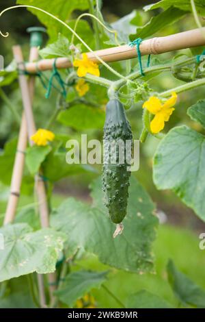 Cucumber (Bedfordshire Prize ridged) hanging from a vine. Cucumber plant growing in an English garden in summer, UK Stock Photo