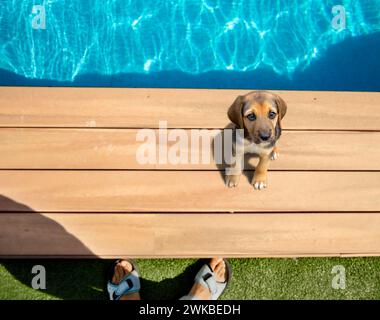Cute dog at the edge of swimming pool, in summer day. Stock Photo