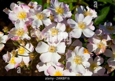 Rose, Heirloom Roses, St Paul, Oregon Stock Photo