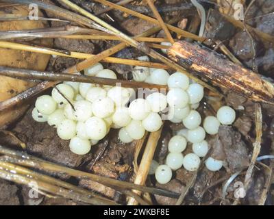 Red slug, Large red slug, Greater red slug, Chocolate arion, European red slug (Arion rufus, Arion ater ssp. rufus), Egg clutches on the floor, German Stock Photo